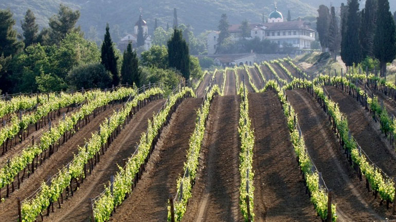 ΕΛΓΑ: Ενισχύσεις για ζημιές από περονόσπορο